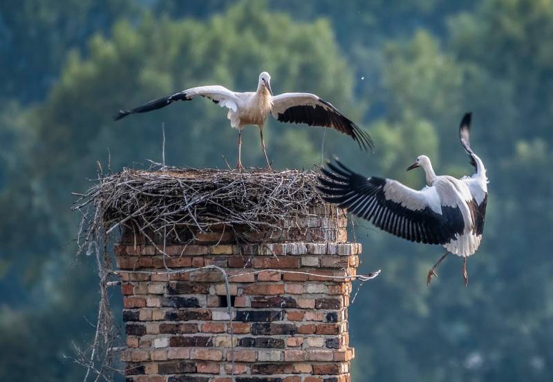 Professional Chimney Animal Removal Services in Costa Mesa, California