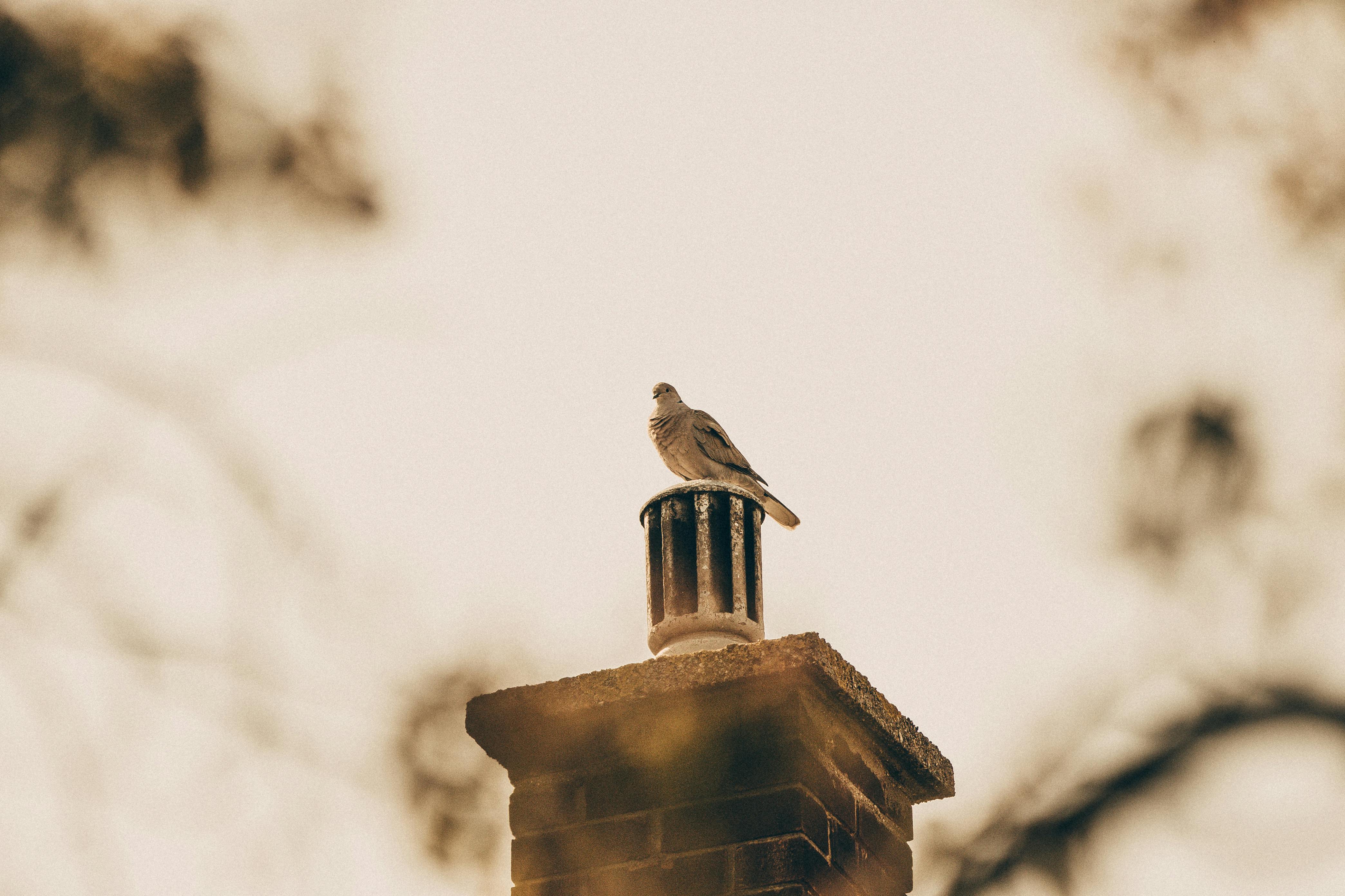 Expert Chimney Cap Installation in Costa Mesa, California